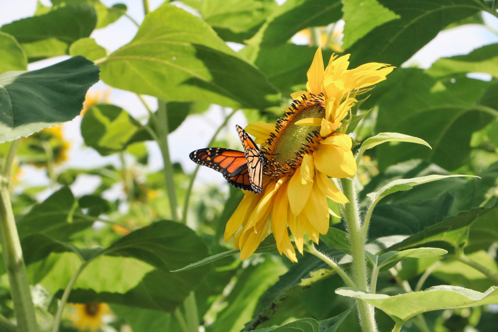 Butterfly on sunflower