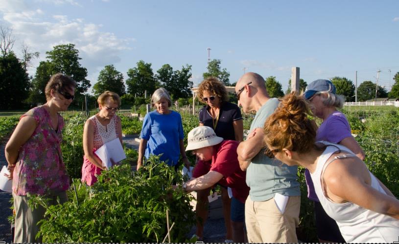 Picking veggies at the farm