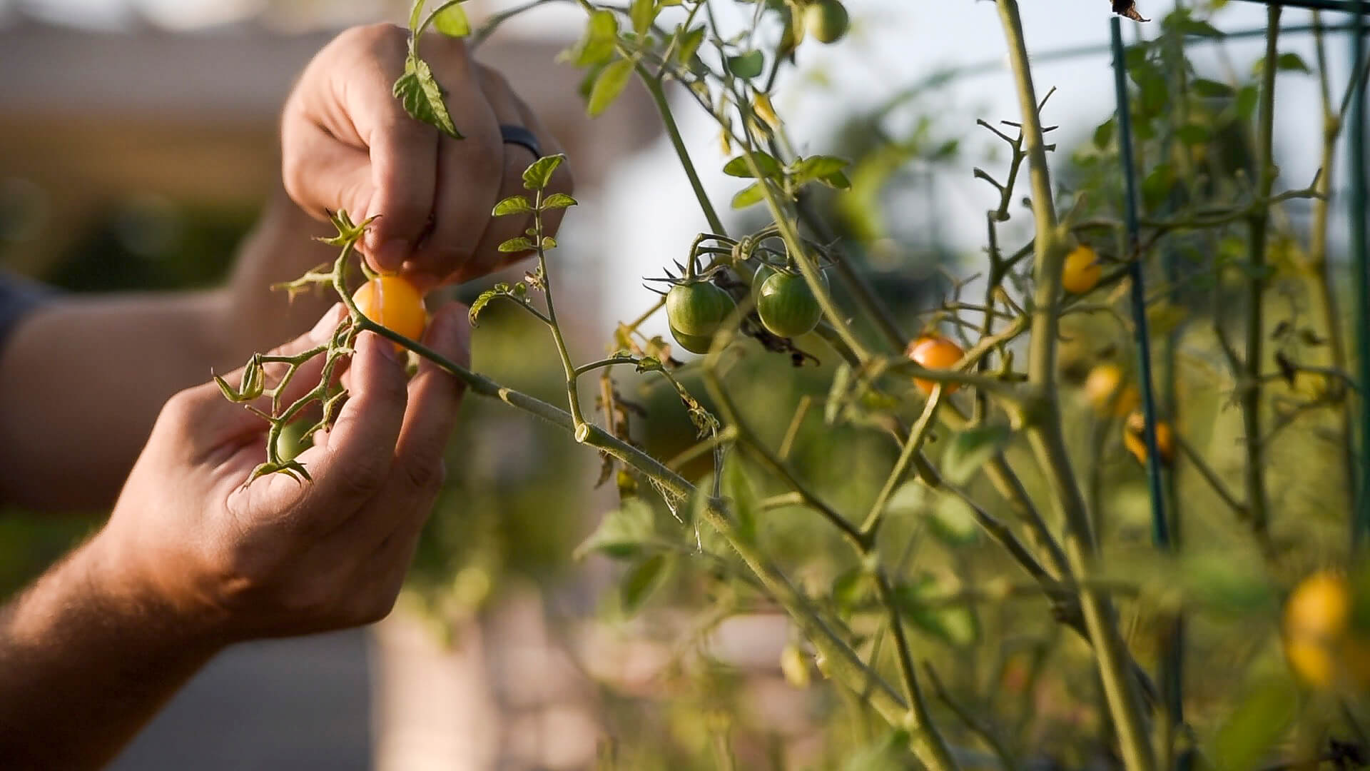 The Saratogian Pitney Meadows Community Farm eyeing future growth