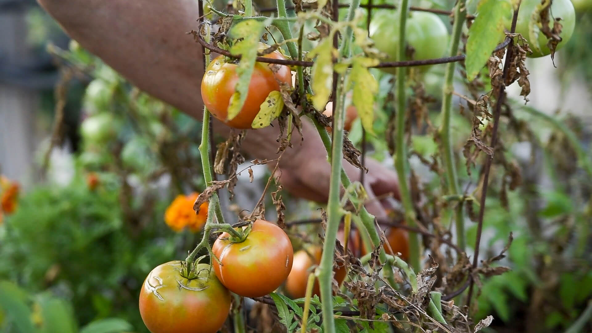 Tomatoes on vine