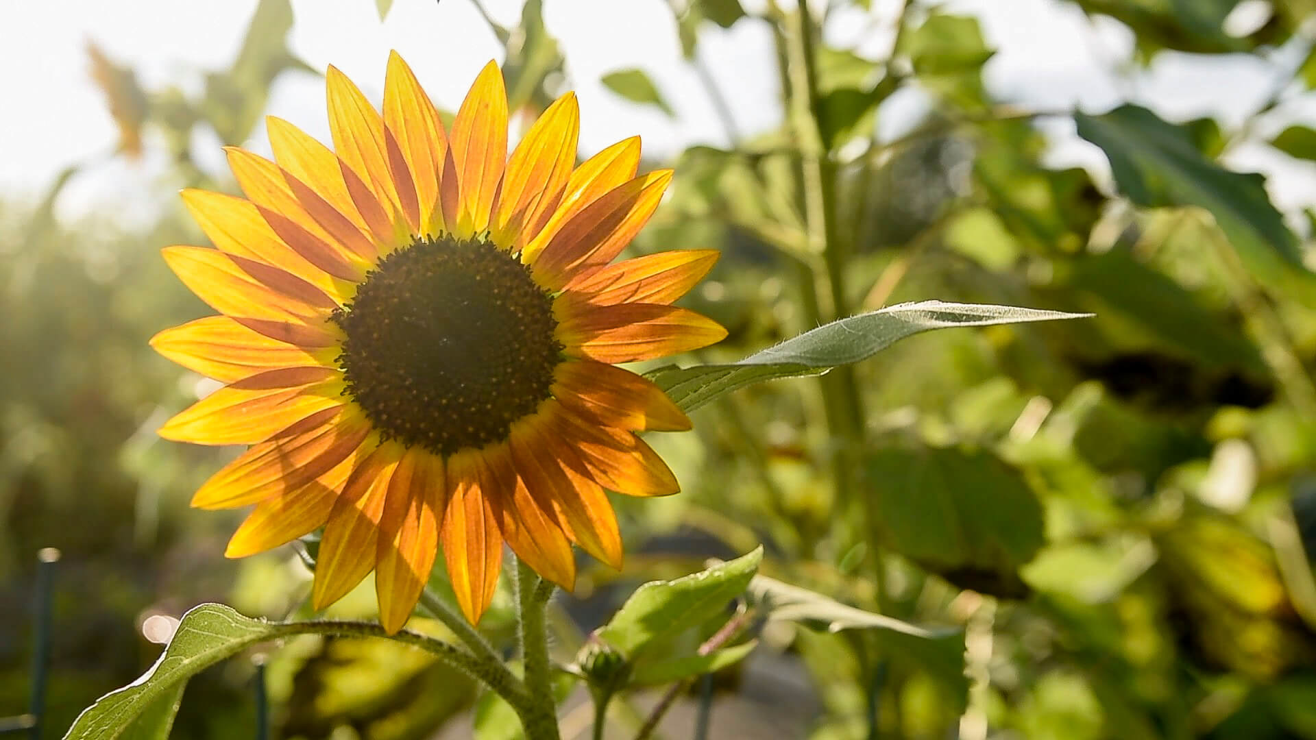 Directions / How to Find Us Pitney Meadows Community Farm Saratoga