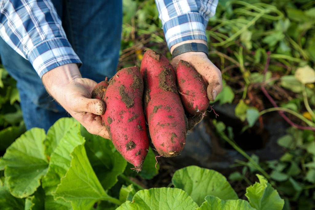 Sweet potatoes