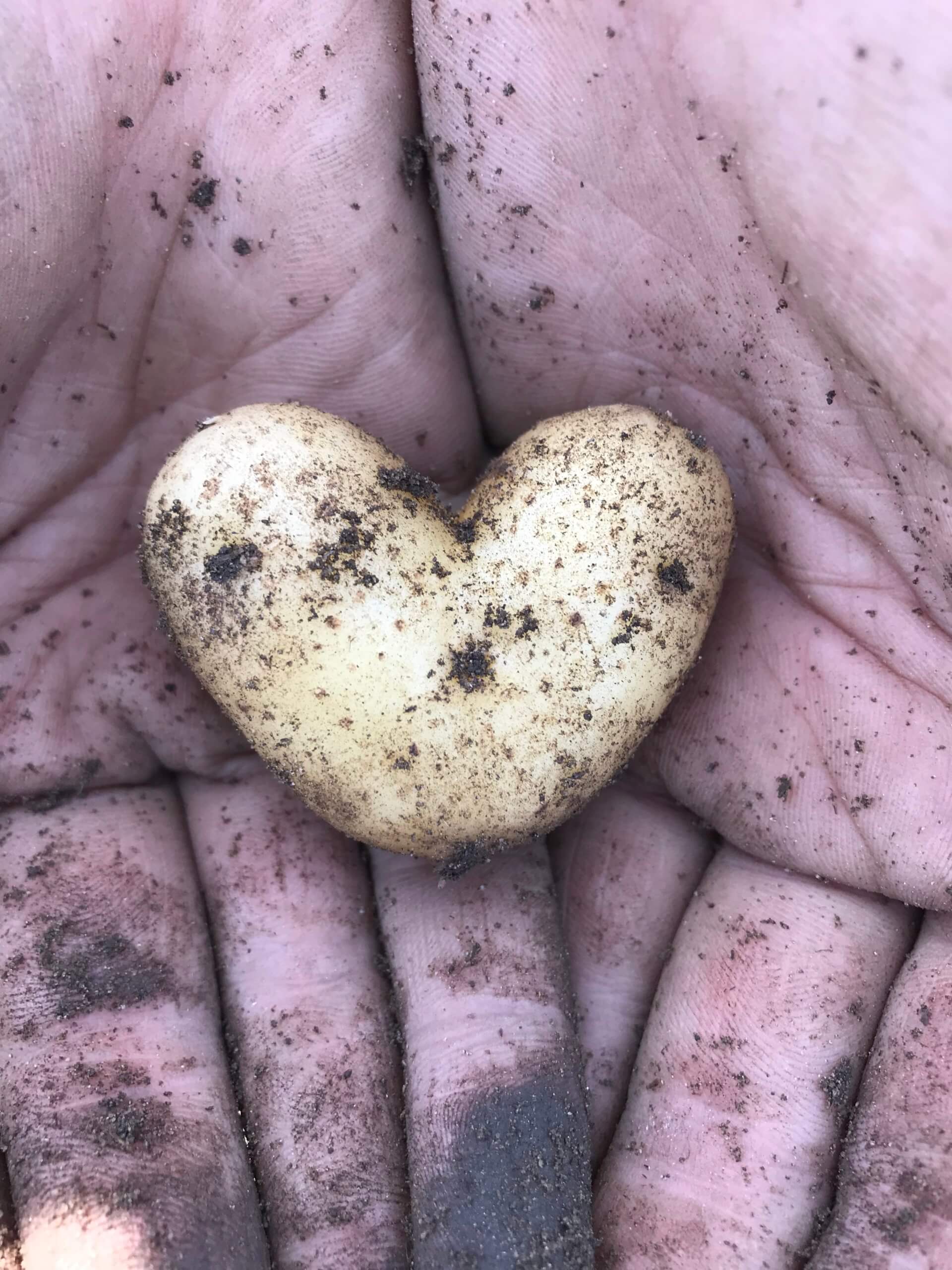 We're Hiring Fulltime Farm Manager Pitney Meadows Community Farm